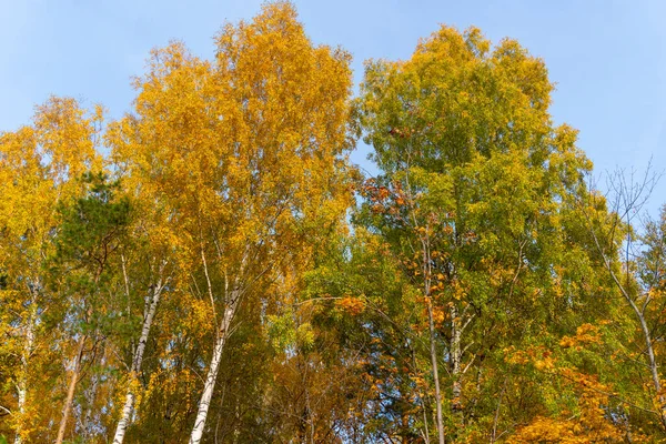 Осенний Пейзаж Осенний Лес Желтые Листья Красивый Фон Скринсейвер Телефоне — стоковое фото