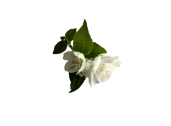 Stock Foto Flower White Jasmine Beautiful Summer Flower — Stock Photo, Image