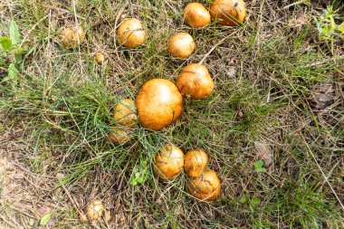 Çayırda yazın büyüyen mantar mantarları.