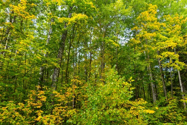 Красивый Осенний Лес Сентябре Использован Фонов Открыток Обоев Смартфоне — стоковое фото