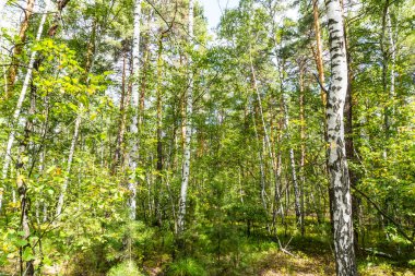 Yaz ormanı, huş ağacı, güzel yaz geçmişi.