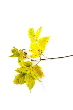Beyaz arka planda sarı yapraklı sonbahar dalı