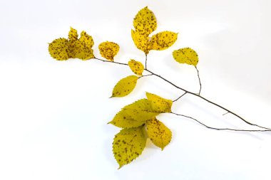 Beyaz arka planda sarı yapraklı sonbahar dalı
