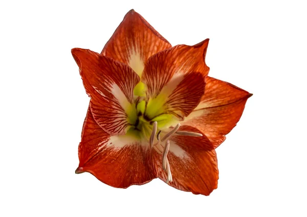 Isolato Sfondo Bianco Bel Fiore Rosso Arancio — Foto Stock