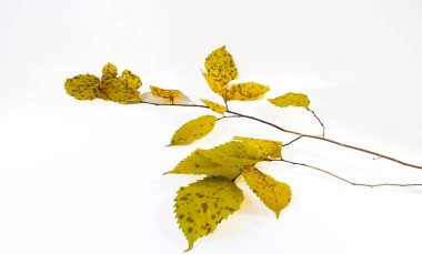 Beyaz arka planda sarı yapraklı sonbahar dalı