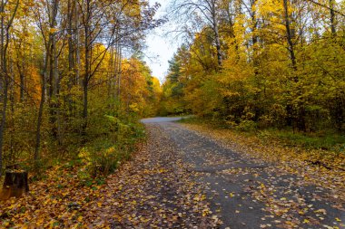 Sonbahar manzarası, sonbaharda orman, sarı yapraklar. Telefon ve bilgisayardaki güzel arkaplan veya ekran koruyucusu