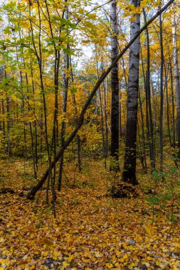 Sonbahar manzarası, sonbaharda orman, sarı yapraklar. Telefon ve bilgisayardaki güzel arkaplan veya ekran koruyucusu