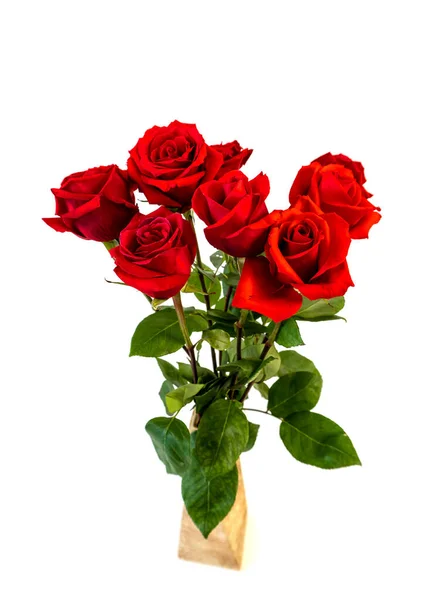 Izolacja Białym Tle Czerwona Róża Kwiaty — Zdjęcie stockowe