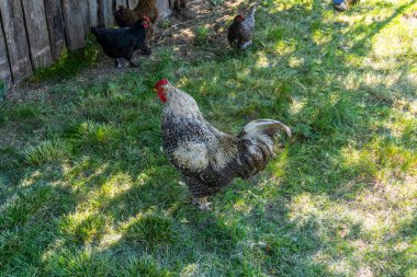 Tavuk ve horoz köyün bahçesinde otların üzerinde yürür.