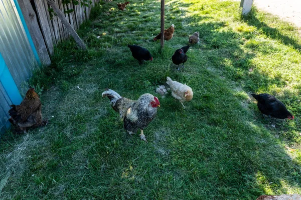 Poulet Coq Marchent Sur Les Herbes Extérieur Cour Village — Photo