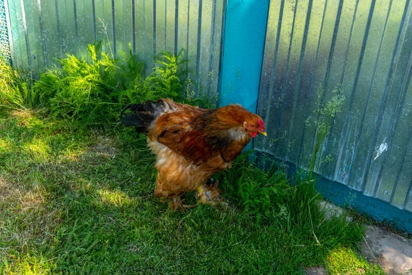 Chicken Rooster Walk Herb Yard Village — Stock Photo, Image