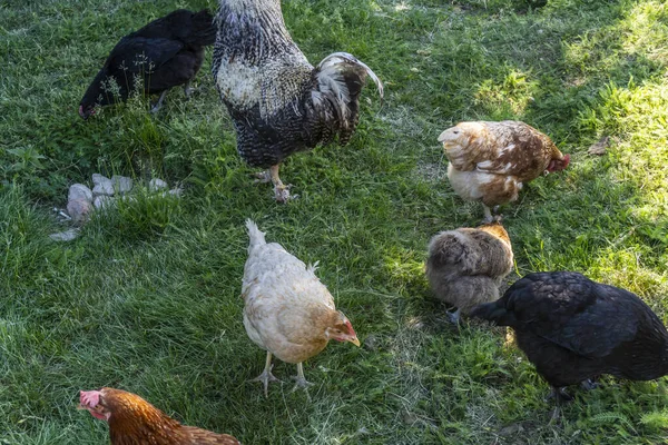 Csirke Kakas Séta Fűszernövény Udvaron Kívül Faluban — Stock Fotó