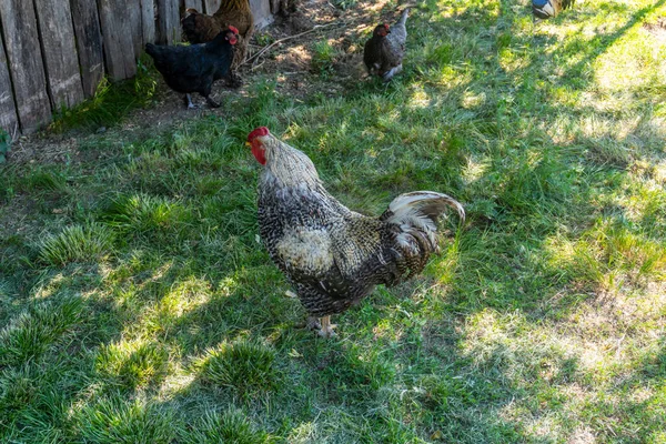 Tavuk Horoz Köyün Bahçesinde Otların Üzerinde Yürür — Stok fotoğraf