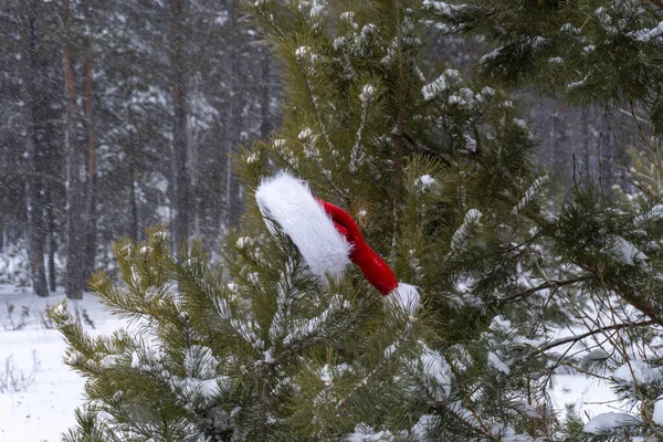 Chapéu Santa Inverno Floresta Árvore — Fotografia de Stock