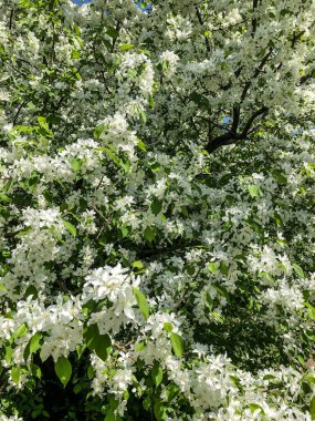Elma ağacı baharda bahçede beyaz çiçeklerle açar.