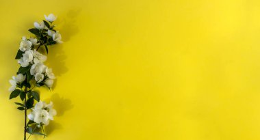 Düğün, doğum günü, parti ya da diğer kutlamalar için fotokopi odası olan daire, Güzel Beyaz Yasemin Çiçekleri