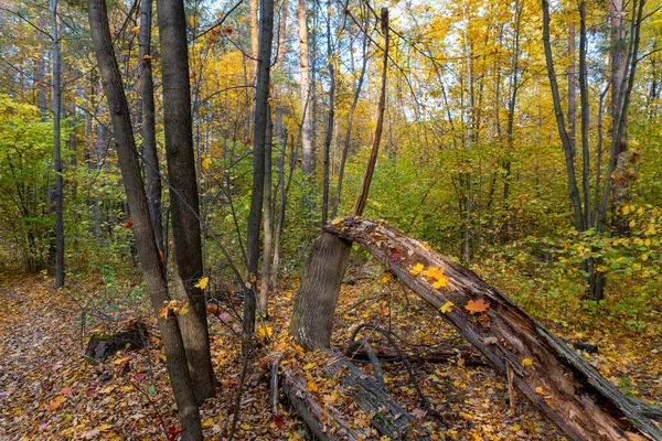 Осінній Пейзаж Ліс Восени Жовте Листя Красивий Фоновий Або Зберігач — стокове фото