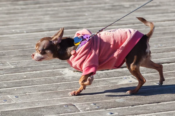 Chihuahua mignon chien avec un pull chien — Photo