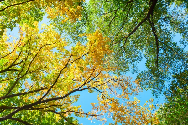 Autumnal Tree Canopy Seen Low Angle View — Photo