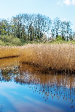 taşkın yatağının Hollanda