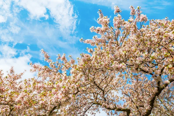 Albero ciliegio fiorito — Foto Stock