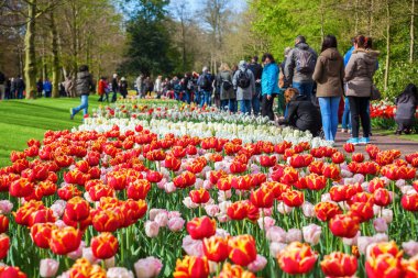 ünlü çiçek park Keukenhof Lisse, Hollanda