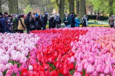 renkli çiçekler ünlü çiçek parkta Keukenhof Lisse, Hollanda
