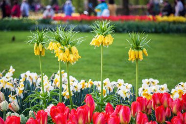 renkli çiçekler ünlü çiçek parkta Keukenhof Lisse, Hollanda