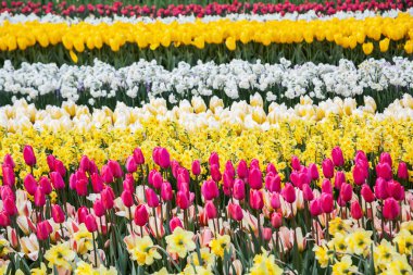 renkli çiçekler ünlü çiçek parkta Keukenhof Lisse, Hollanda