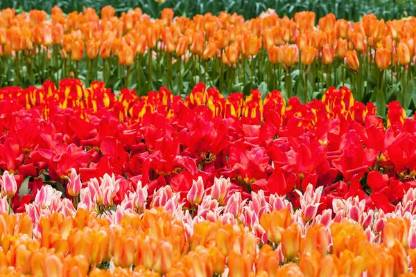 Barevné květy na slavný květinový park Keukenhof v Lisse, Nizozemsko — Stock fotografie