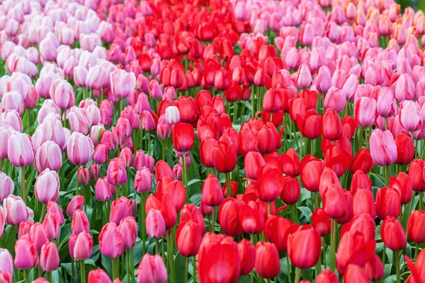 Kleurrijke bloemen bij het bekende bloemenpark de Keukenhof in Lisse, Nederland — Stockfoto