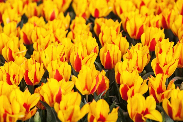 Kleurrijke bloemen bij het bekende bloemenpark de Keukenhof in Lisse, Nederland — Stockfoto