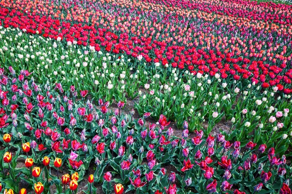 Fiori colorati nel famoso parco dei fiori Keukenhof a Lisse, Paesi Bassi — Foto Stock