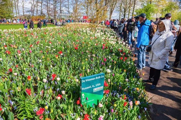 Famoso parque de flores Keukenhof em Lisse, Países Baixos — Fotografia de Stock