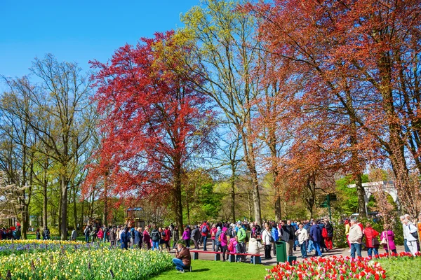 유명한 꽃 공원 네덜란드 리 쎄, 쿠 — 스톡 사진