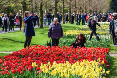 ünlü çiçek park Keukenhof Lisse, Hollanda