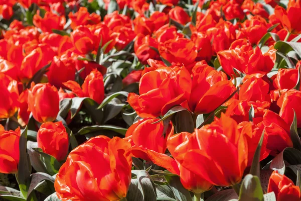 Kleurrijke bloemen bij het bekende bloemenpark de Keukenhof in Lisse, Nederland — Stockfoto