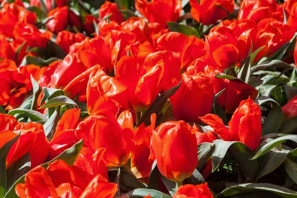 Kleurrijke bloemen bij het bekende bloemenpark de Keukenhof in Lisse, Nederland — Stockfoto