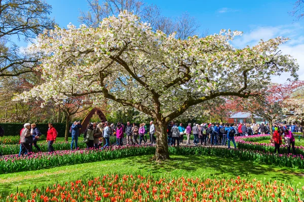 Famoso parque de flores Keukenhof en Lisse, Países Bajos — Foto de Stock