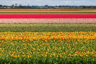 Lale alan yakın lisse, Hollanda
