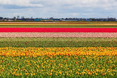 tulip field near Lisse, Netherlands clipart