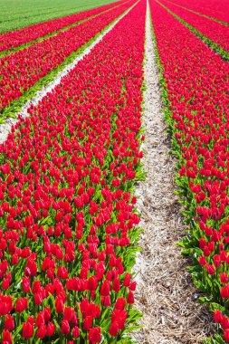 Lale alan yakın lisse, Hollanda