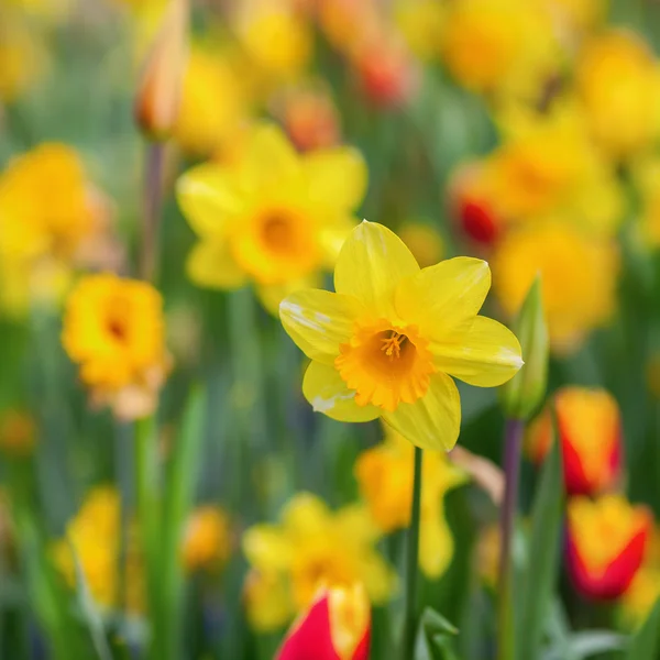 Flower bed with daffodils — Stock Photo, Image