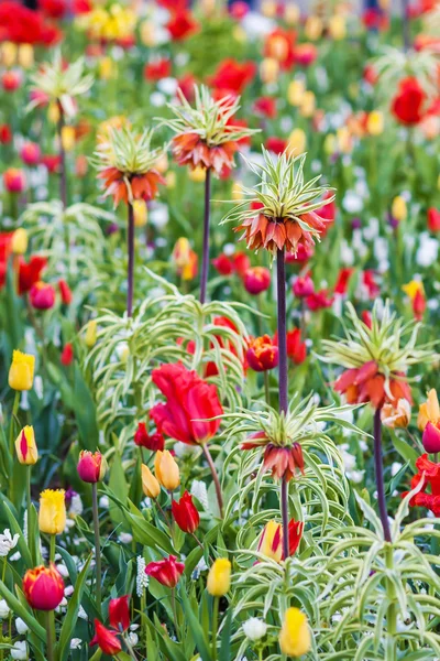 Bloem bed met crown imperial — Stockfoto