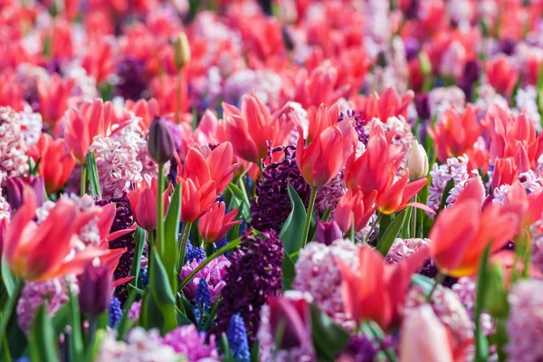 Bloemenbed met tulpen — Stockfoto
