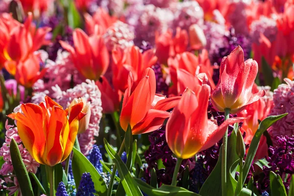 Bloemenbed met tulpen — Stockfoto