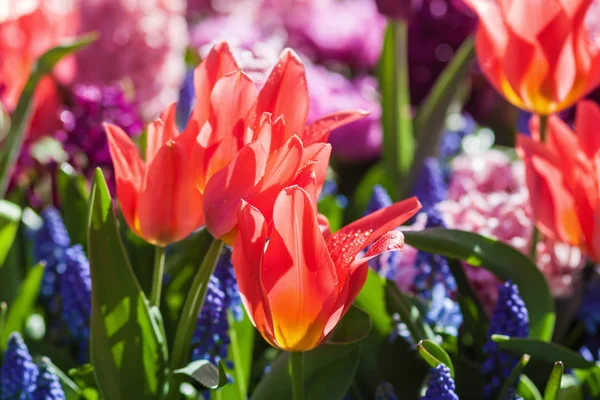 Bloemenbed met tulpen — Stockfoto