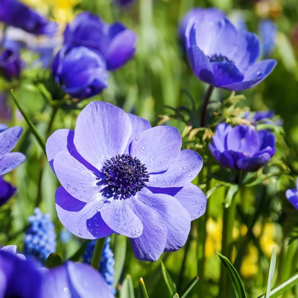 Blue anemone flowers — Stock Photo, Image