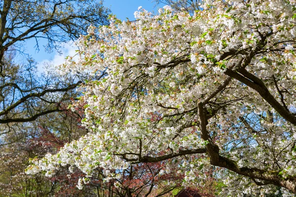 Albero ciliegio fiorito — Foto Stock