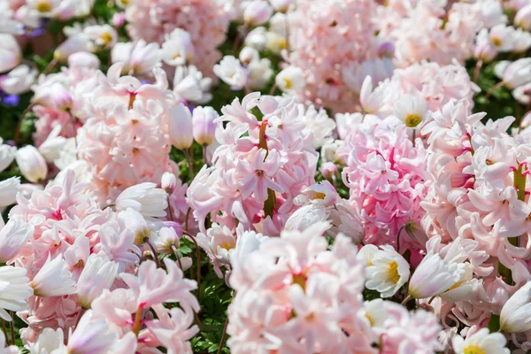 Bloem bed met roze hyacinten — Stockfoto